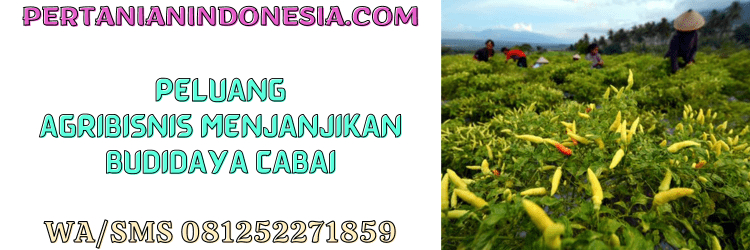 peluang,bisnis,agrobisnis,agribisnis,menjanjikan,cabe,pertanian indonesia
